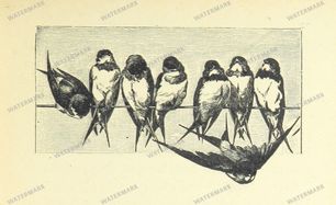 Fauna Vintage Prints
