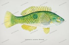 Fish Vintage Prints