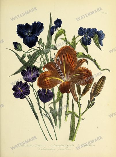 Floral Vintage Prints