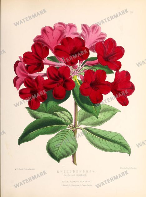 Floral Vintage Prints
