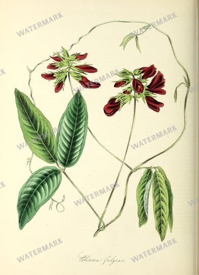 Floral Vintage Prints
