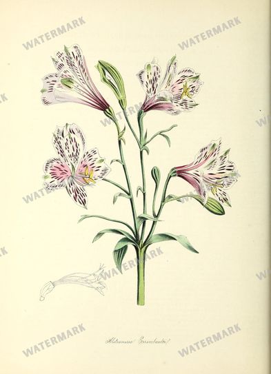Floral vintage illustration, printable digital download, image 6