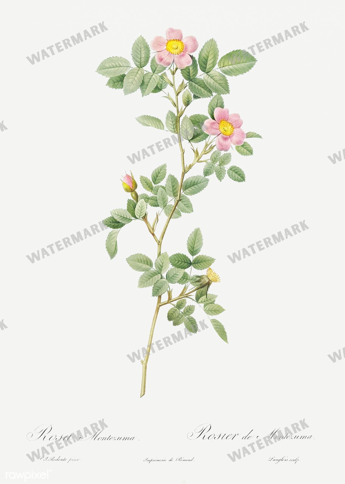 Floral vintage illustration, printable digital download, image 6