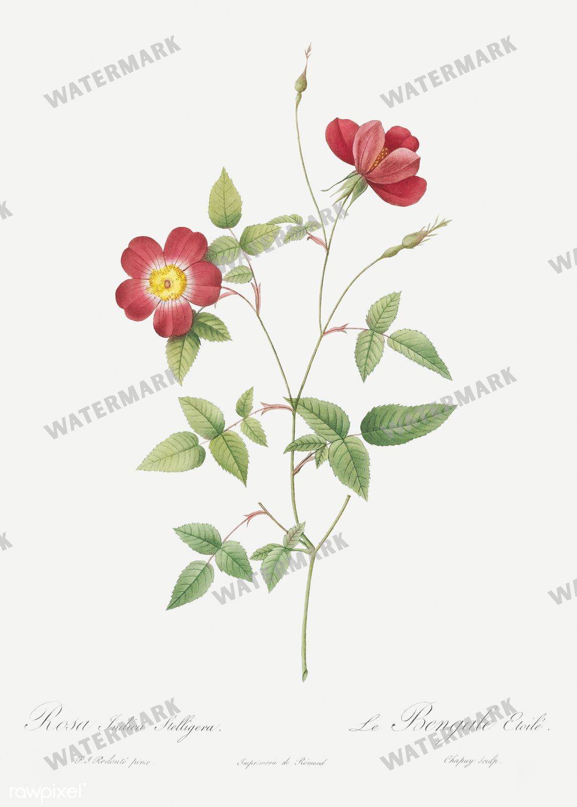 Floral Vintage Prints