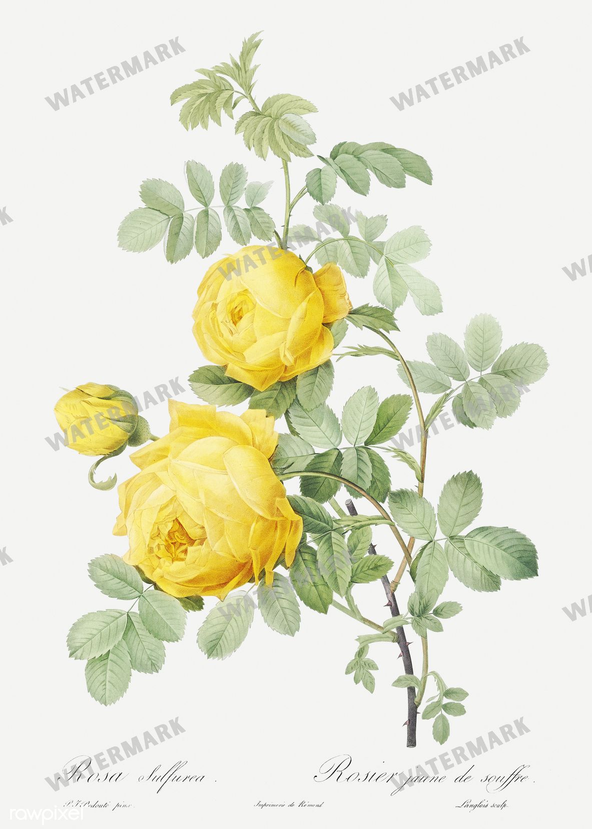Floral vintage illustration, printable digital download, image 6