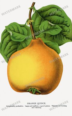 Folio Of Botanical Specimen Vintage Prints