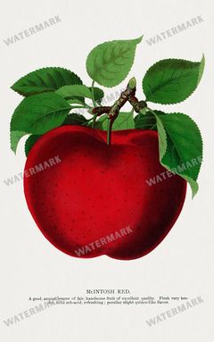 Folio Of Botanical Specimen Vintage Prints