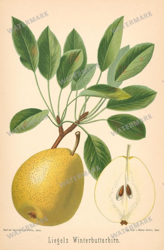 Fruit And Vegetables Vintage Prints