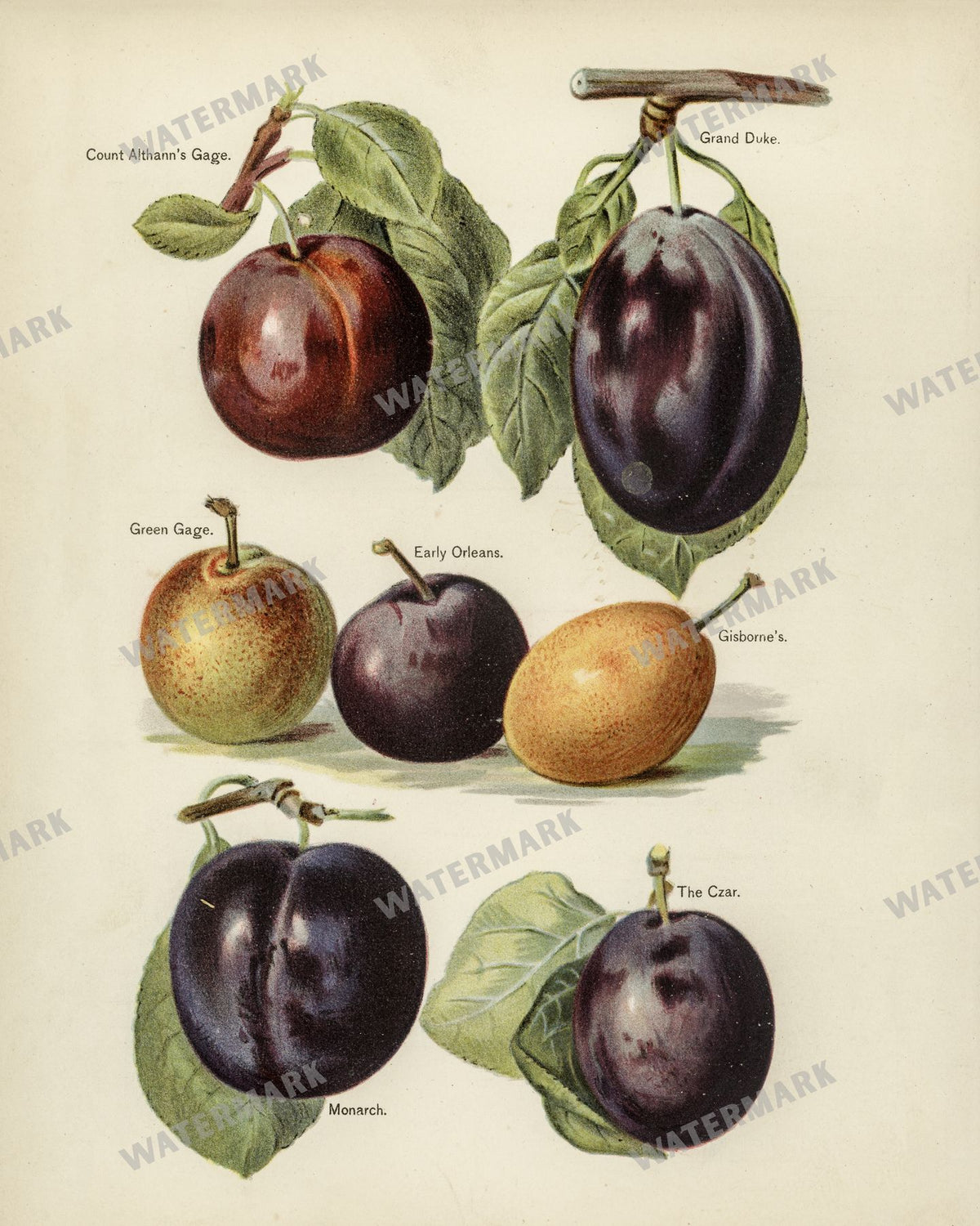 The Fruit Grower'S Guide Vintage Paintings