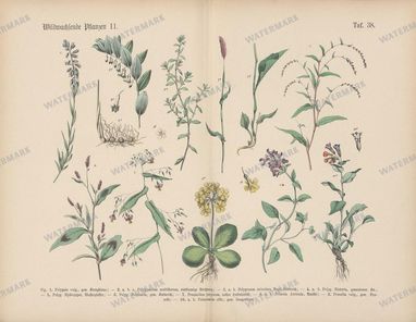 Vintage Botanical Vintage Prints