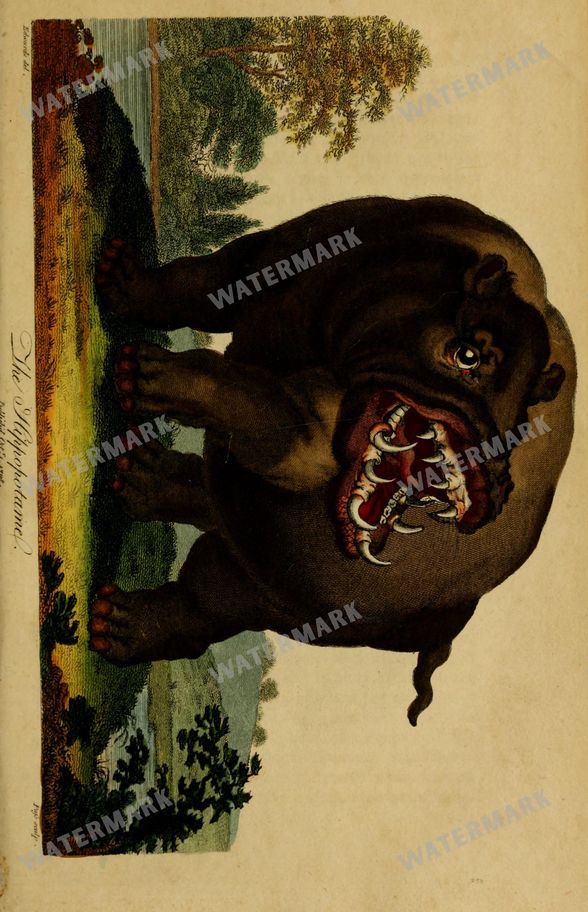 Wildlife Vintage Prints