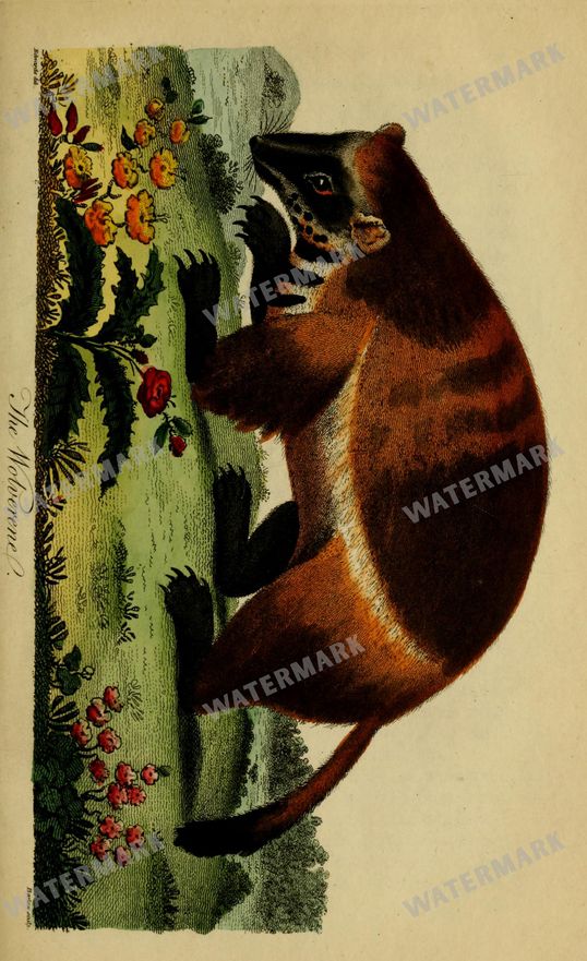 Wildlife Vintage Prints