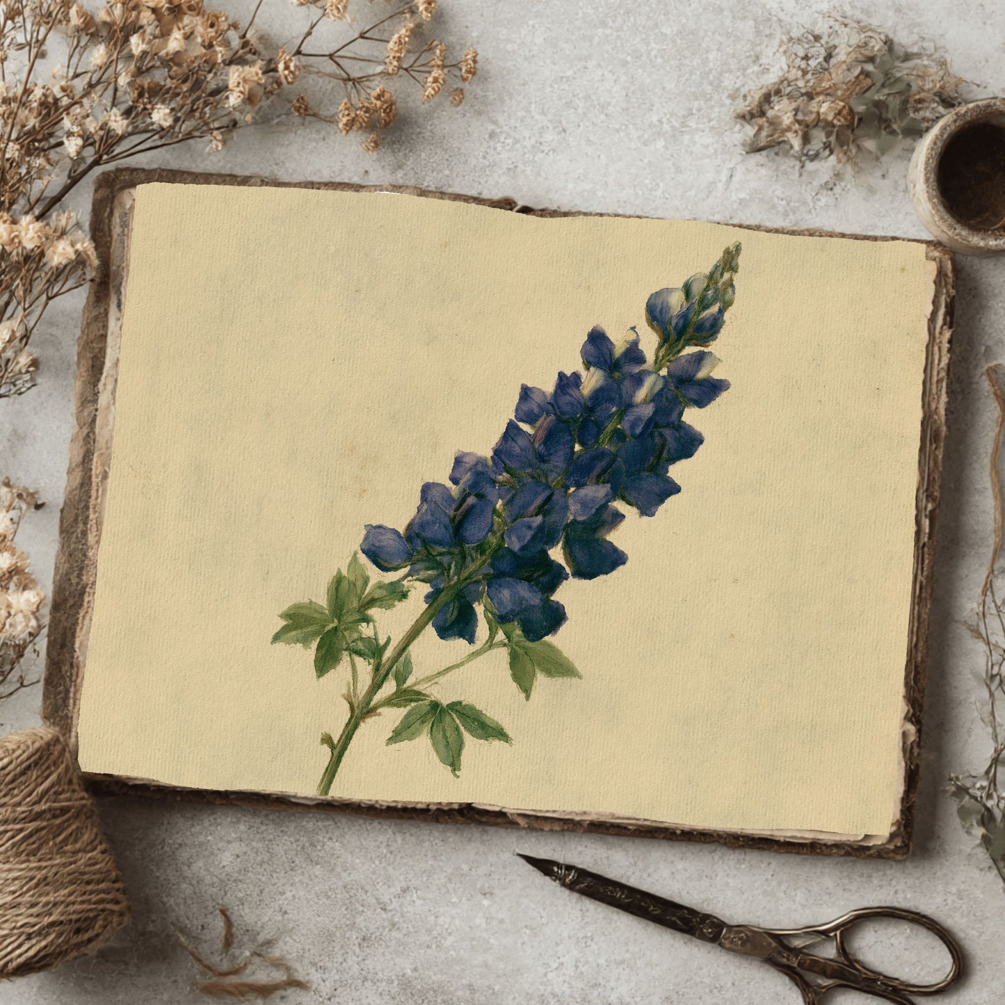 Vintage Arroyo Lupine Botanical Illustration