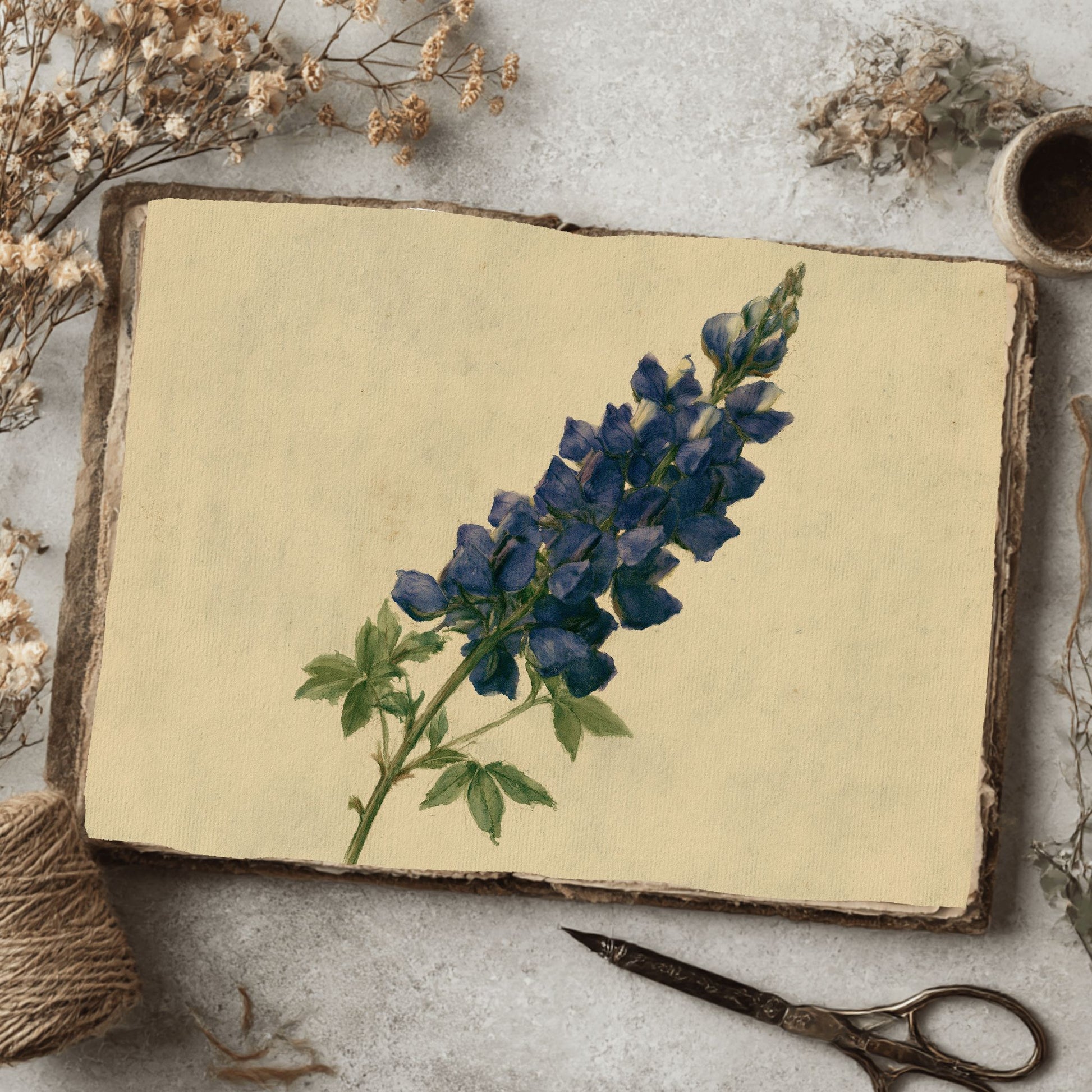 Vintage Arroyo Lupine Botanical Illustration