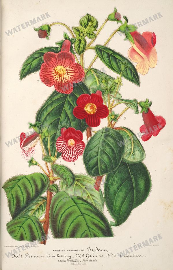 Floral Illustrations