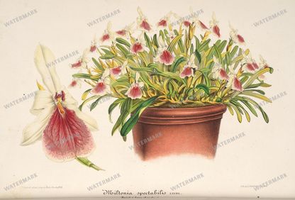 Floral Illustrations
