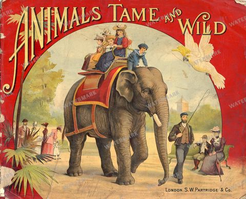 Animals Vintage Prints