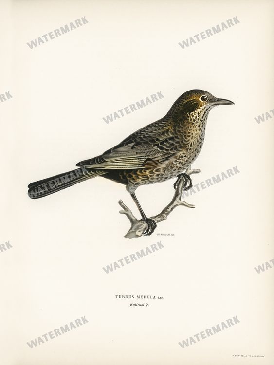 Birds Vintage Prints