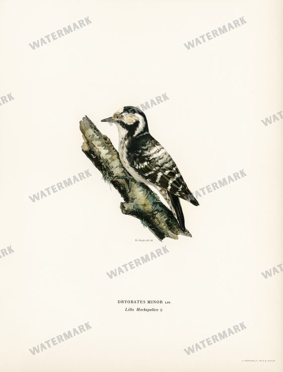 Birds Vintage Prints