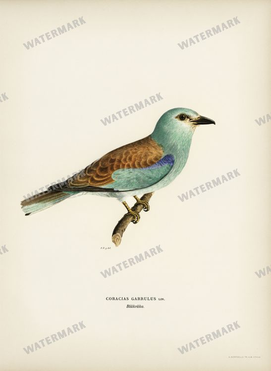 Birds Vintage Prints