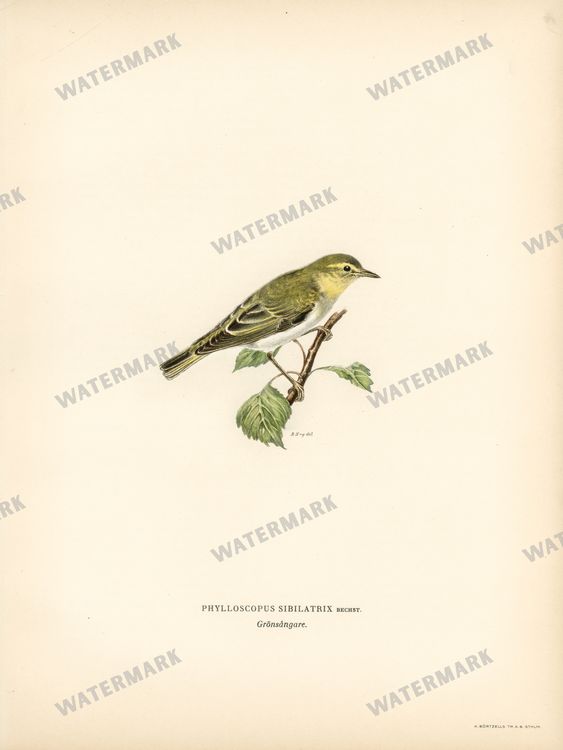Birds Vintage Prints