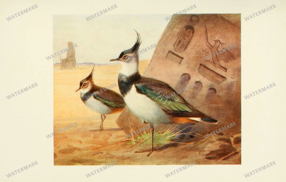 Birds Vintage Prints