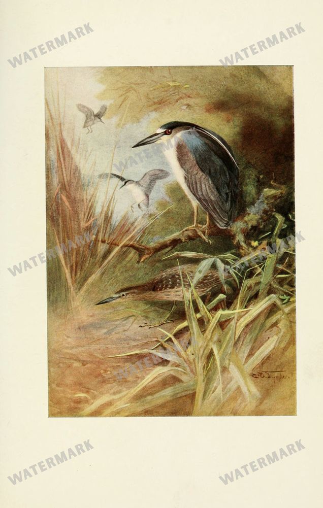 Birds Vintage Prints