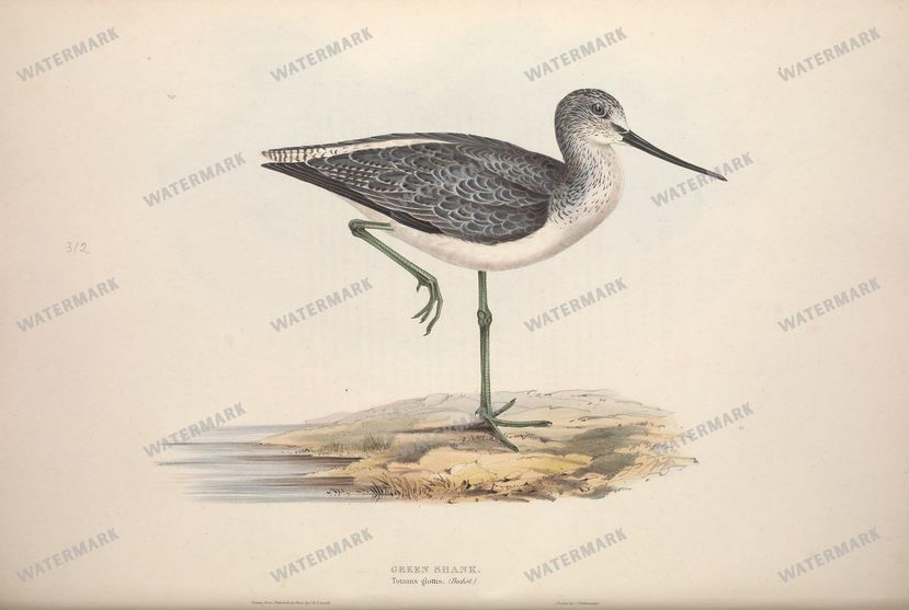 Birds Vintage Prints