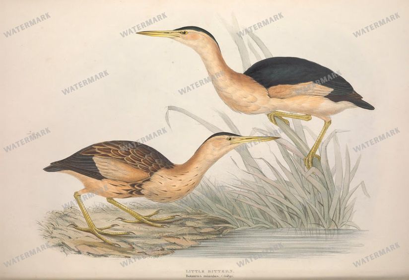 Birds Vintage Prints