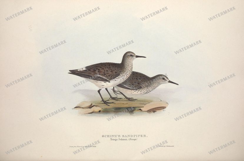 Birds Vintage Prints