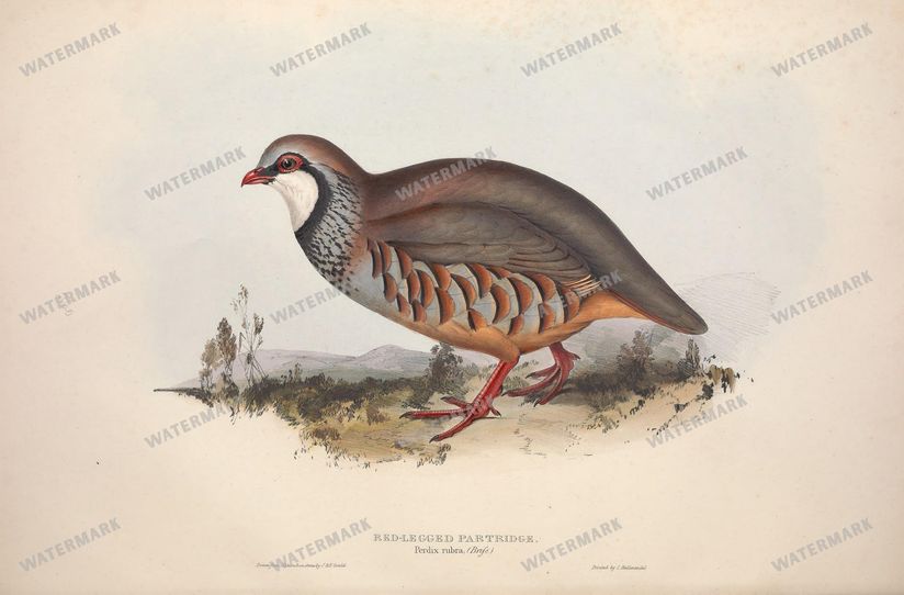 Birds Vintage Prints