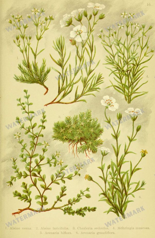 Botanical Alpen-Flora Vintage Prints