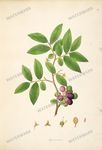 Botanical Plant Vintage Prints