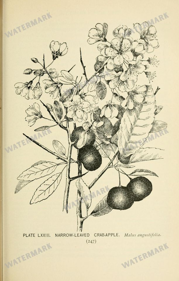 Botanical Sketches Vintage Prints