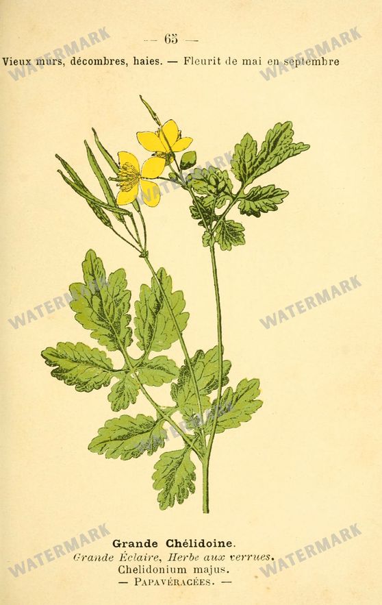 Botanical Vintage Prints