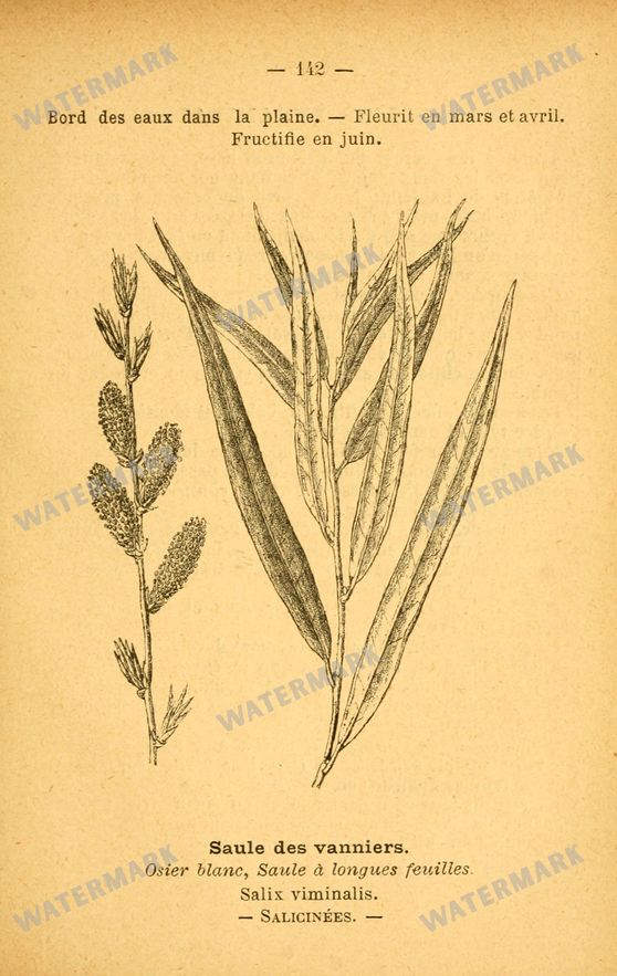 Botanical Vintage Prints