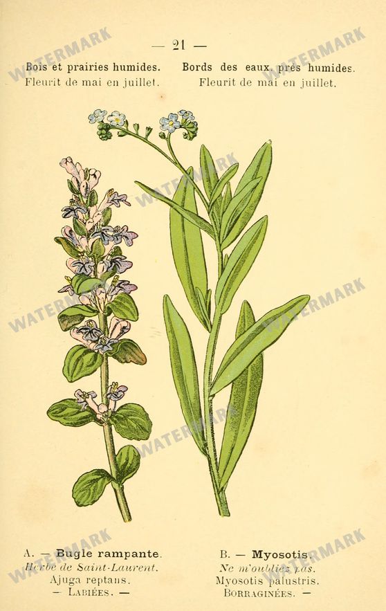 Botanical Vintage Prints