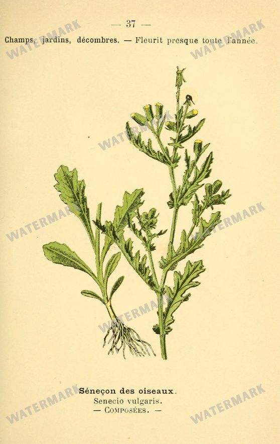Botanical Vintage Prints
