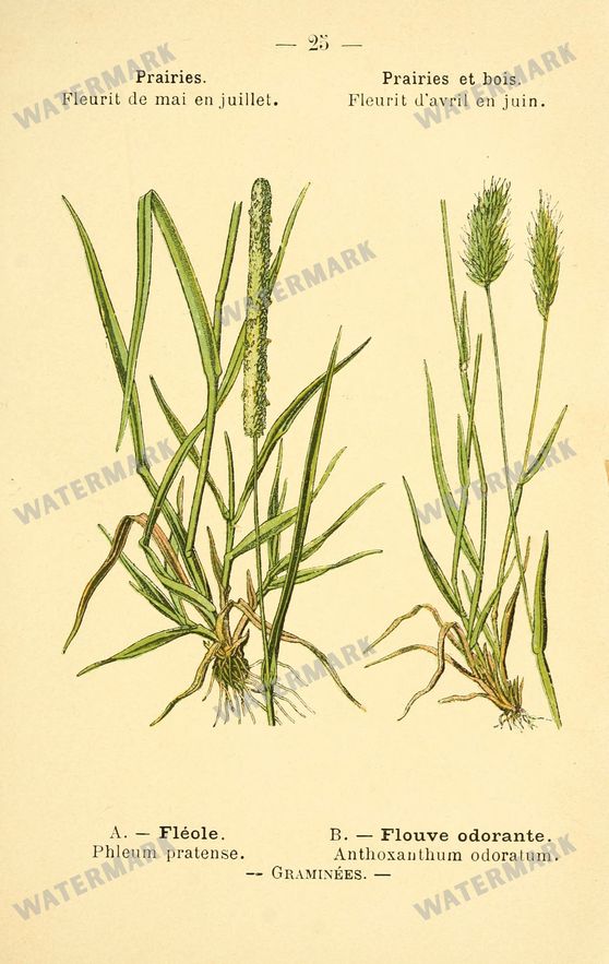 Botanical Vintage Prints