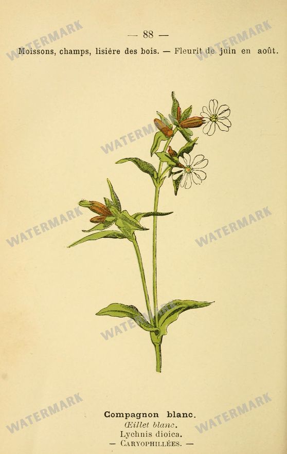 Botanical Vintage Prints