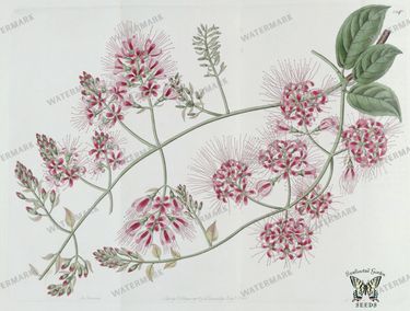 Botanical Vintage Prints
