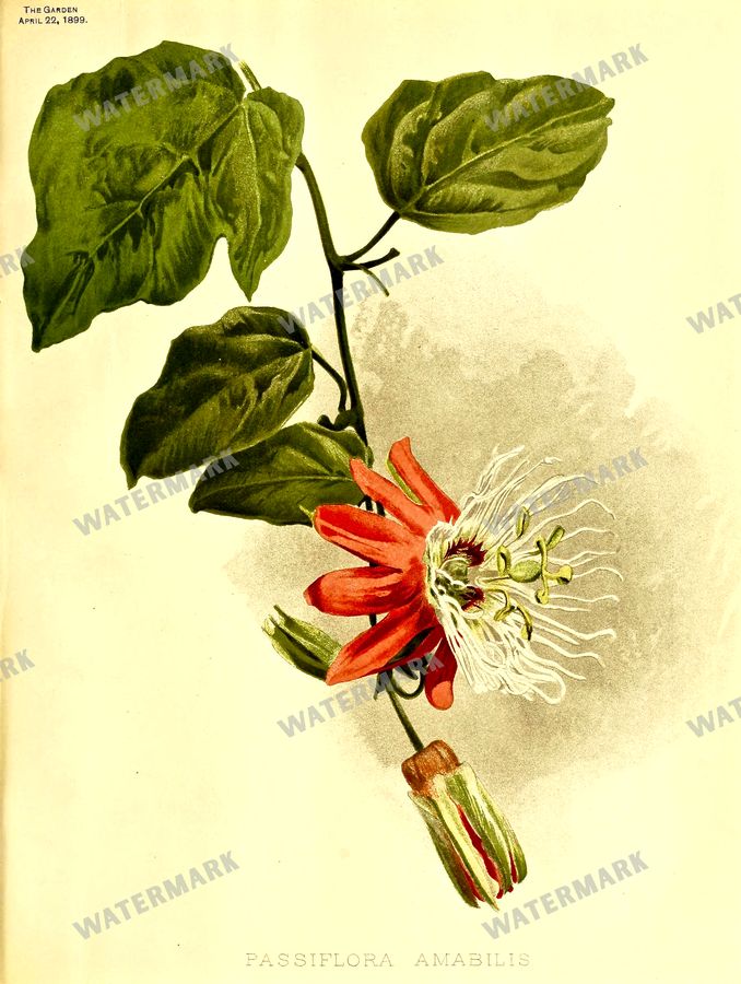 Botanical Vintage Prints