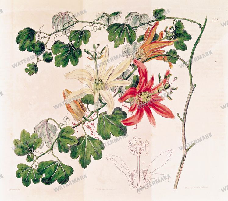 Botanical Vintage Prints