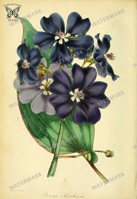 Botanical Vintage Prints