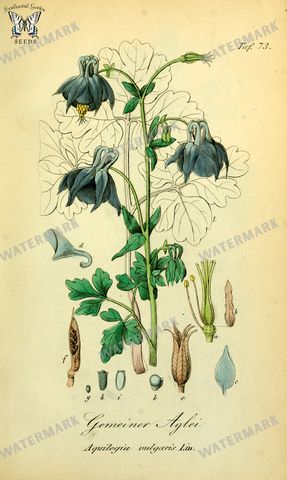 Botanical Vintage Prints