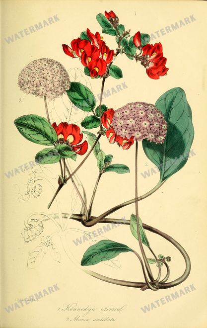 Botanical Vintage Prints