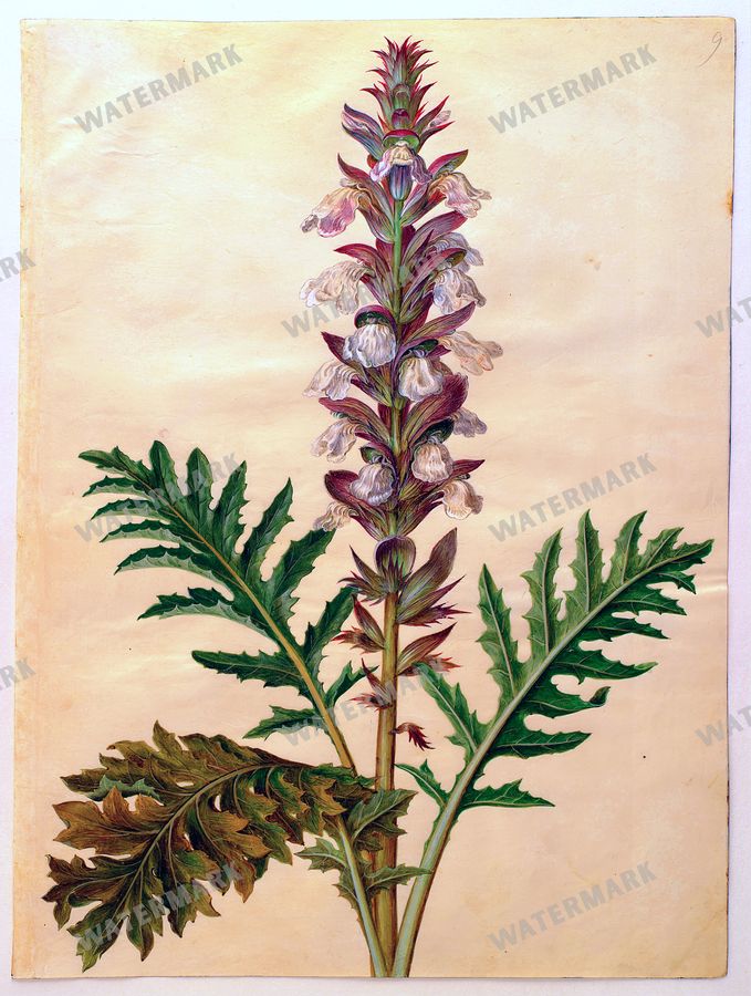 Botanical Vintage Prints