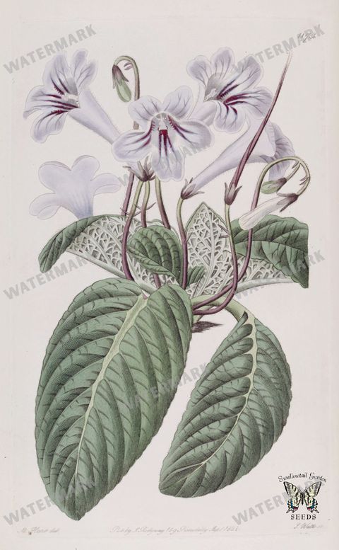 Botanical Vintage Prints