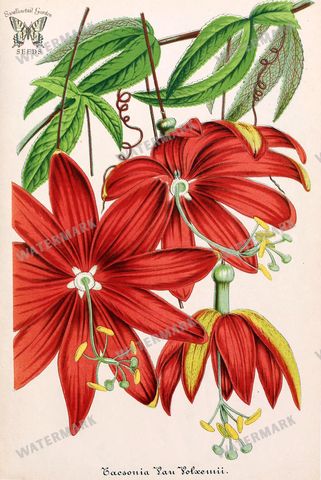 Botanical Vintage Prints