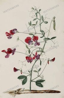 Botanical Vintage Prints